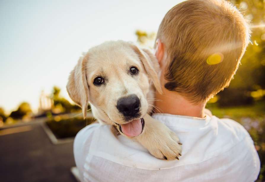 canine care basics